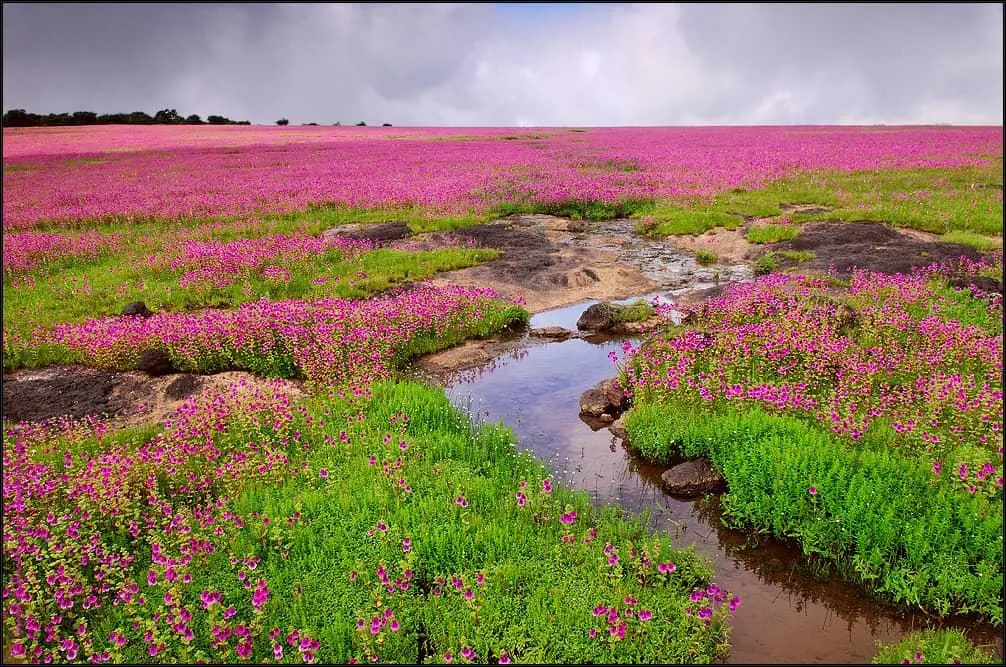 Kaas Plateau – tour by Solapur Car Rental Service, Shourya Tours & Travels